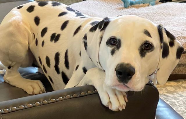 Princess: Black and white spotted Dalmatian