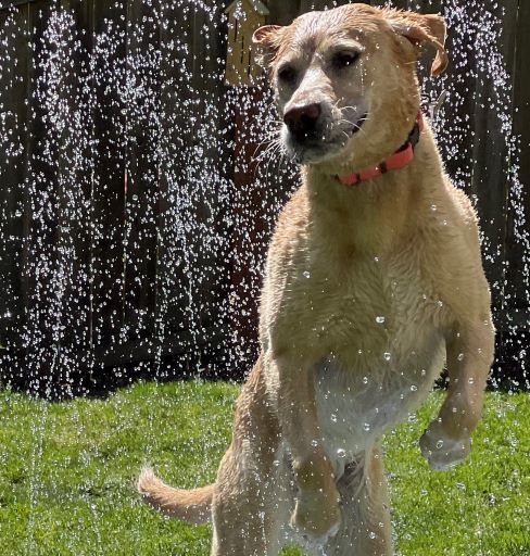 Leia: Yellow Labrador Retriever jumping in the air.