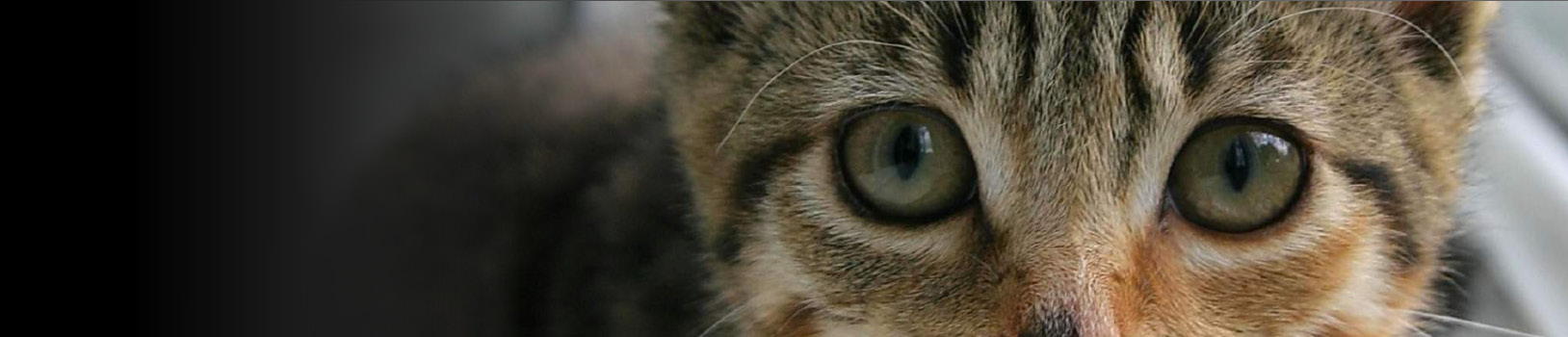 Tabby kitten with blue eyes.