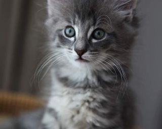 Image of a gray and white kitten with blue eyes.