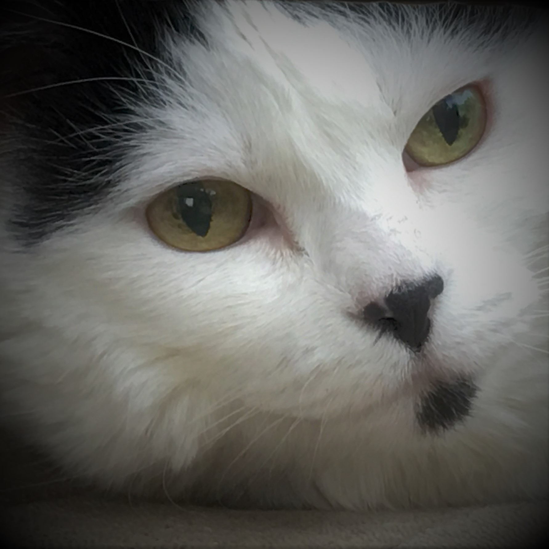 Precious, white cat with black spots, black ears and a patch of black on the chin. Adorable.